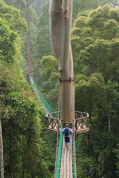 a man walking across a suspension bridge in the forest