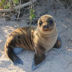 a sea lion laying on the sand with its eyes open and one paw in the air