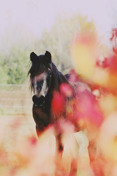 a brown horse standing in the middle of a field with red flowers on it's side