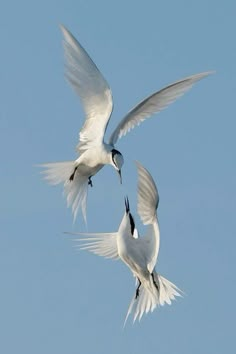 two white birds are flying in the sky