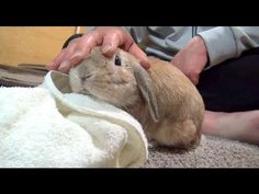 a person is petting a small rabbit under a blanket