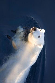 a polar bear swimming in the water with it's head above the water surface