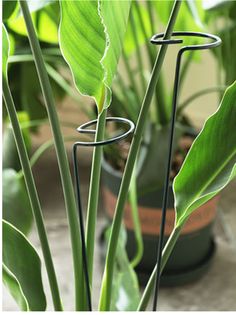 some green plants are in pots on the floor and one is holding a wire plant holder