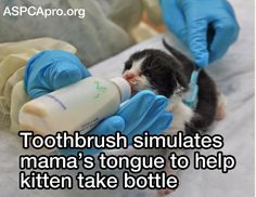 a small kitten is being fed from a bottle by someone in blue gloves and rubber gloves