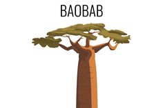 a baobab tree with the words baobab above it