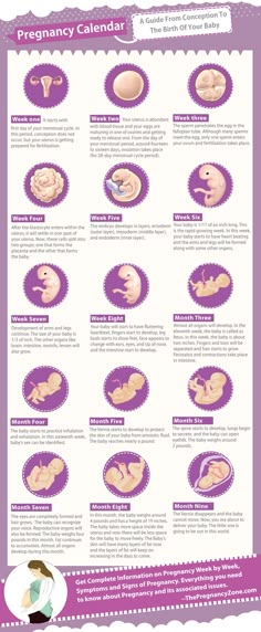 Baby timeline 5 Weeks Pregnant, Pregnancy Timeline, Pregnancy Facts, Pregnancy Calendar, Baby Stage, Baby Planning, Pregnancy Health, Baby Prep