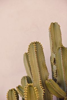 some very pretty looking cactus plants with tiny buds on it's leaves and stems