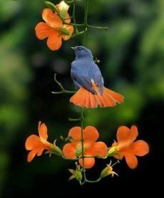 a blue bird sitting on top of an orange flower