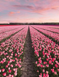 a field full of pink tulips with the sky in the background at sunset