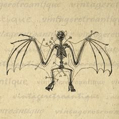 a drawing of a skeleton with wings