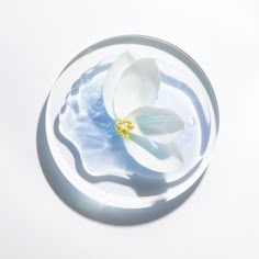 a single white flower floating in water on a plate