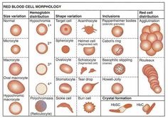 an image of different cells in the body