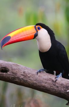 a toucan sitting on top of a tree branch with a large colorful beak