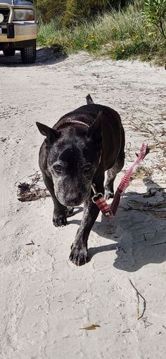 a black and white dog pulling a red leash on a dirt road next to a truck