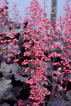 pink flowers are blooming in the garden