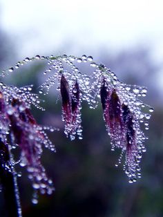 some water droplets are on the top of a plant with an inspirational quote above it