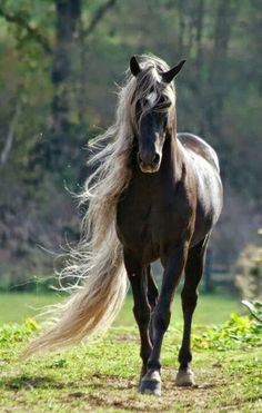 a brown horse with long hair walking in the grass