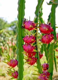 some pink flowers are growing on a green plant