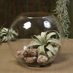 a glass bowl filled with rocks and air plants