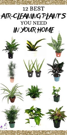 the 12 best air - cleaning plants you need in your home