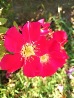 a red flower is blooming in the grass