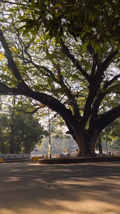 a large tree sitting on the side of a road