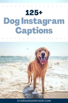 a dog standing on top of a sandy beach next to the ocean with text overlay that reads, 12 + dog instagram