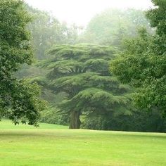 a bench in the middle of a green park