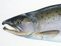 a close up of a fish on a white surface