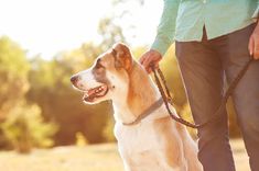 a man walking his dog on a leash in the park at sunset or early morning