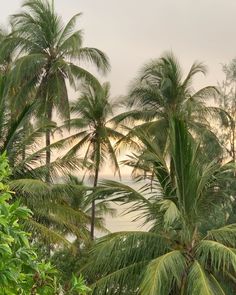 palm trees in the foreground with an ocean in the background