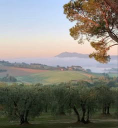 an image of the countryside with trees and fog in the distance, taken on instagram