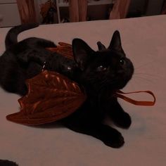 a black cat laying on top of a bed