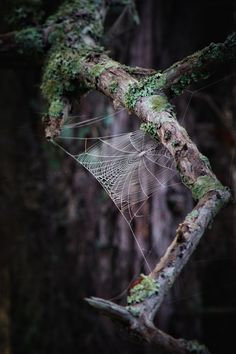 a spider web hanging from a tree branch in the woods with moss growing on it