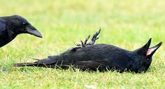 two black birds sitting in the grass with one looking at the other's head