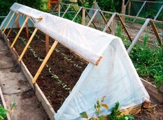 an outdoor garden area with several different types of vegetables and plants growing in the ground