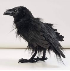 a black bird with long feathers standing on its hind legs in front of a white wall