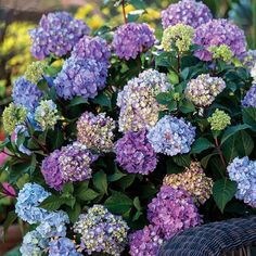 purple and blue flowers are in a basket