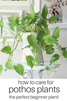 a potted plant with the words how to care for potshos plants the perfect beginner plant