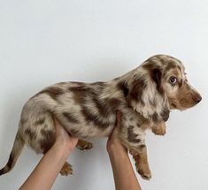 a person holding a small dog in their hands