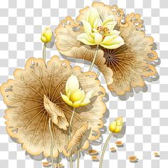 three yellow flowers on a white background png clipart rhpnet com