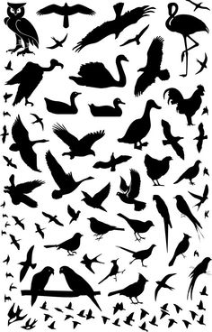 the silhouettes of birds are black and white