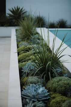 Contemporary Minimalist Garden Design Modern Succulent Garden, Modern Drought Tolerant Landscape, Ornamental Grass Landscape Around Pool, Succulent Garden Bed, Front Yard Landscaping Design Drought Tolerant, Drought Tolerant Landscape Front Yard California Native Plants, Blue Agave Plant Landscape Design, Landscaping Grasses Ornamental