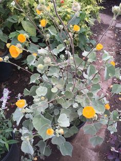 a plant with yellow flowers in a pot on the ground next to some other plants