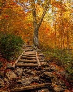 a wooden path in the middle of a forest with fall foliage and trees around it