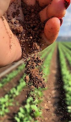 someone is holding out their hand full of dirt in the middle of a farm field