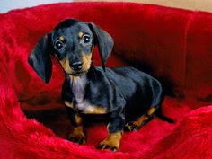 a black and brown dachshund sitting on top of a red blanket