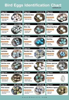 an image of birds identification chart with eggs in nests and the words bird eggs identification chart