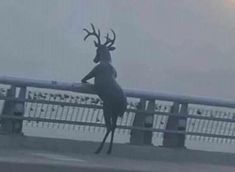 a deer standing on its hind legs in front of a fence