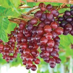 bunches of red grapes hanging from a vine